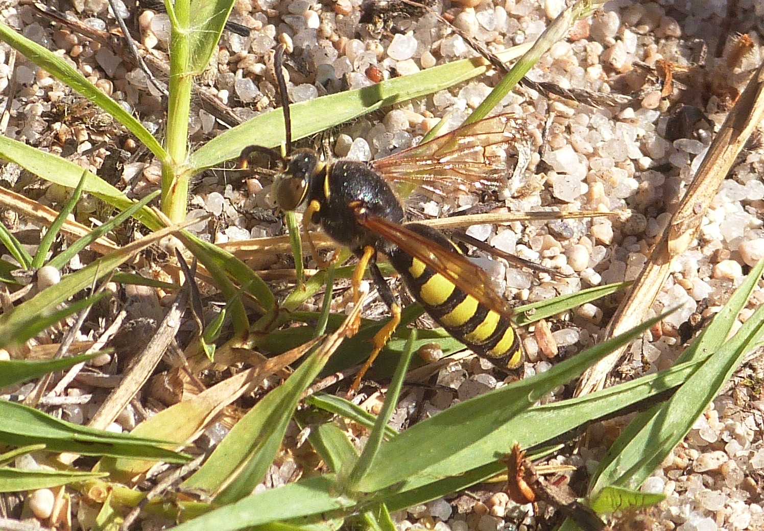 Stizus fasciatus che cattura una cavalletta